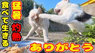 【灼熱 猛暑】夕方の日没前に夏バテ気味のボクシング猫たちにご飯をあげると・・・ さくらねこたちへのエサやり 【視聴だけでも猫を助けることになります】支援者様 視聴者様 猫たちに神のご加護を！