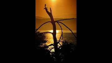 الشيخ أبوبكر مومني صلاة التراويح 12 رمضان 1438 هـ_ ما تيسر من سورة الاسراء 2