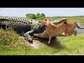 Leopards Are Eaten By Crocodiles Lightning Fast When They Try To Attack The Ferocious Crocodiles