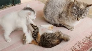 Cute Cat and its Kittens in a playful mood