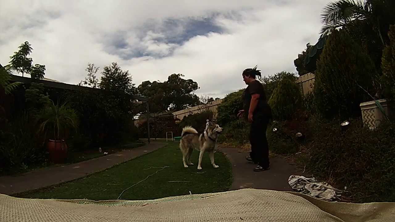 Alaskan Malamute obedience.