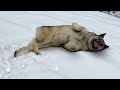 A Norwegian Elkhound&#39;s Paradise – Mountain Hike in the Snow with Skye