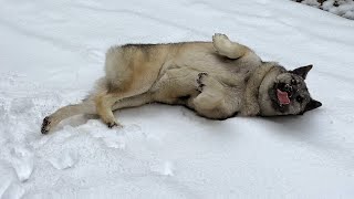 A Norwegian Elkhound's Paradise – Mountain Hike in the Snow with Skye