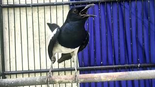 Suara Burung Kacer Gacor Ngeplong Tarung Terampuh Buat Pancingan Kacer Agar Cepat EMOSI
