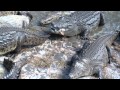 Crocodile Feeding