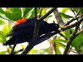 CANTO do GUAXE no ninhal (CACICUS HAEMORRHOUS), RED-RUMPED CACIQUE, JAPIIM-DE-COSTAS-VERMELHAS.