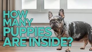 Are we having puppies by My Pawesome Frenchie 576 views 3 months ago 6 minutes, 59 seconds