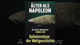 Der älteste Hai der Welt #history #arktis Grönland #Grönlandhai #mythen #geschichte