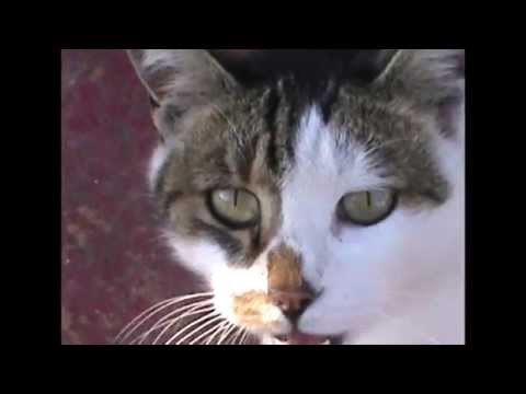 Videó: Fokozott Vizelés és Szomjúság Macskáknál