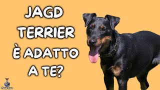 Jagd Terrier: Cosa Sapere