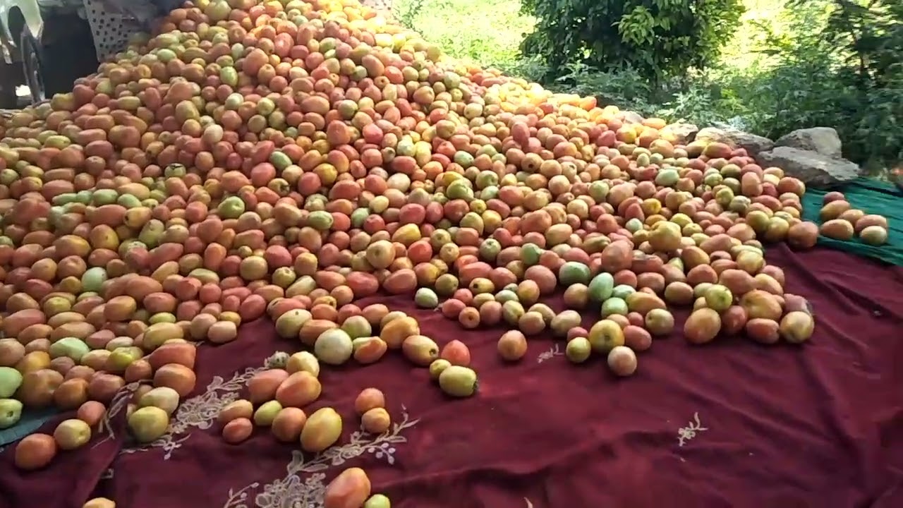 Amazing agriculture : Open field tomato farming | Orakzai Food Secrets