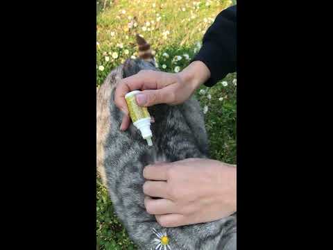 Video: Spray Antipulci Per Gatti (