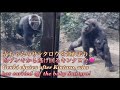 赤ちゃんゴリラを連れ去り、母ゲンキから逃げ回るキンタロウ！最後は父モモタロウに怒られた！⭐️Gorilla【京都市動物園】Kintaro runs off with the baby!