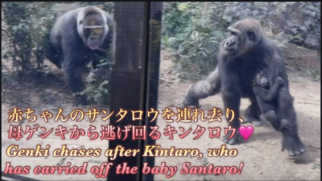 Gorilla⭐️Momotaro got angry, too! Kintaro ran away from Genki