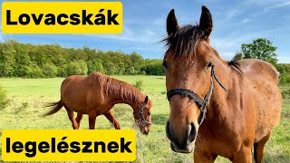 Country Horses - Lovacskák Legelésznek