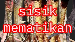 jenis sisik kaki ayam mematikan