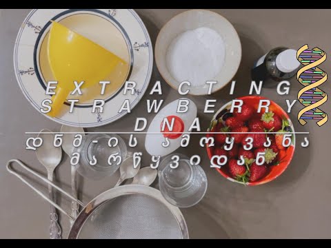 როგორ ამოვიყვანოთ დნმ მარწყვიდან? დნმ - ფუნქცია და სტრუქტურა | First Global Georgia