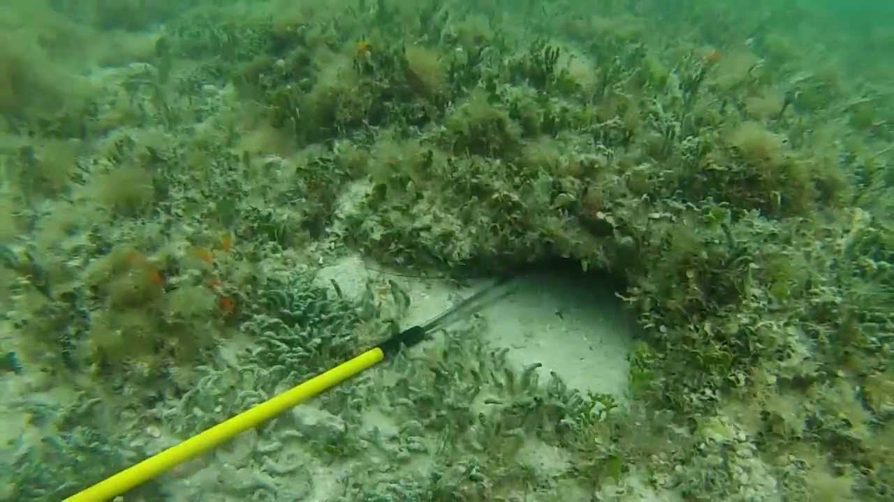 Spiny Lobster Freediving Key West 2013 YouTube