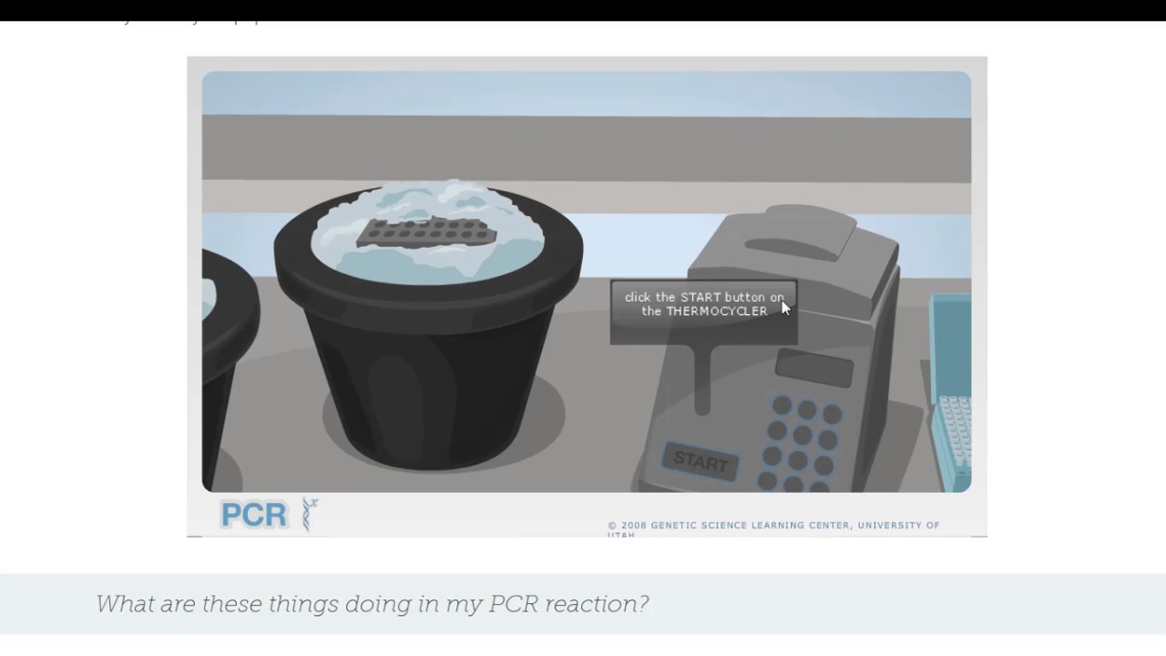 Au laboratoire : Polymerase chain reaction (PCR)