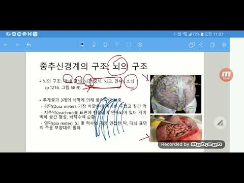 9 2 1 신경계의 구조와 기능