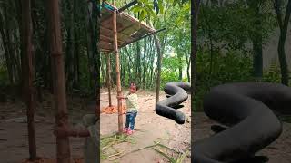 Anaconda Snake In Real Life P7
