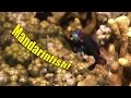 Spawning Mandarinfish! | JONATHAN BIRD'S BLUE WORLD