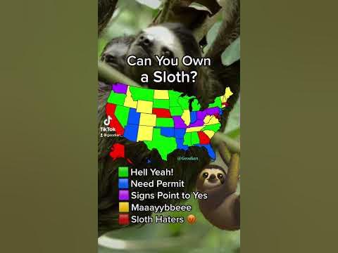 Can You Own a Sloth!? - YouTube