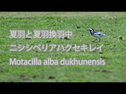【夏羽と夏羽換羽中】ニシシベリアハクセキレイMotacilla alba dukhunensis