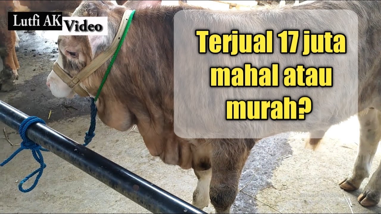 pedetan sapi super terjual dengan harga 17 juta mahal atau murah? - YouTube