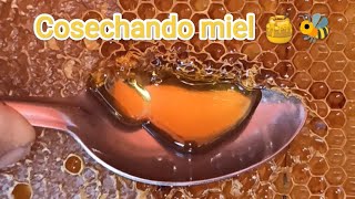 Cosecha de Miel 🍯🐝 2023 pt 2