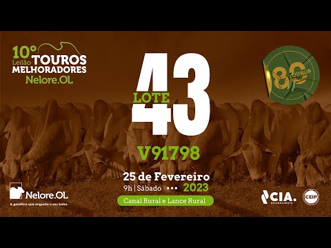 LOTE 43 V91798 - 10º LEILÃO - TOUROS MELHORADORES NELORE OL