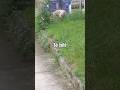 my dog in the yard #pets #dogs #animals #doglove #cute #funny