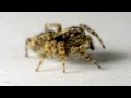 Sitticus fasciger tiny jumping spider, 1.5mm BL