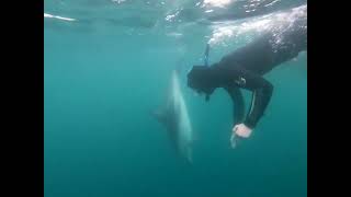SWIMMING WITH DOLPHINS. The most surreal experience!