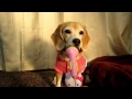 スーパービーグル プリン "Purin the Super Beagle" #37