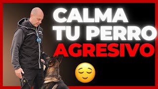 Cómo CALMAR a tu PERRO AGRESIVO/REACTIVO