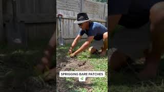 #lawncare Sprigging Bare patches 🌿   ‘Sprigs’ are a name for grass runners and