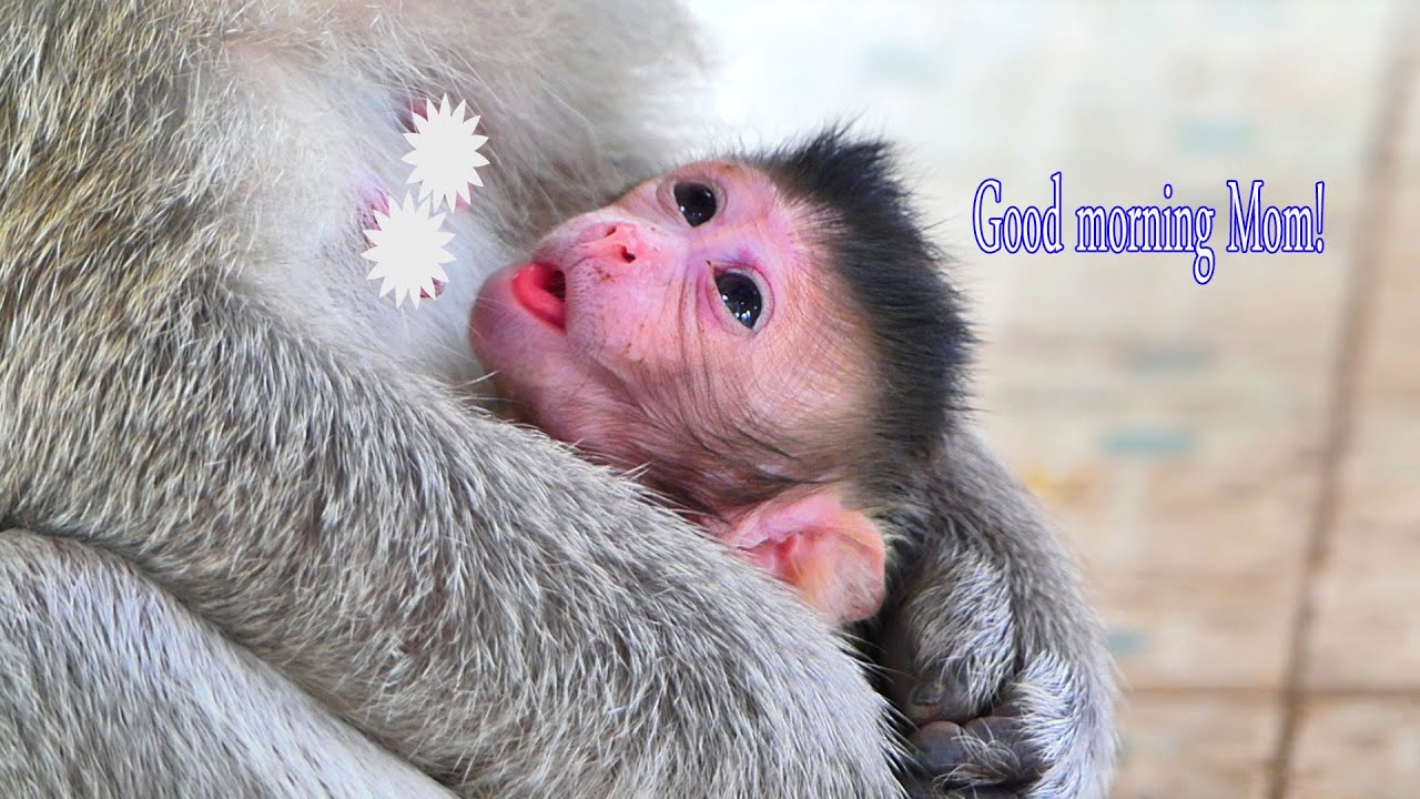 Baby monkey Emilo say good monkey to his Mom Emila.