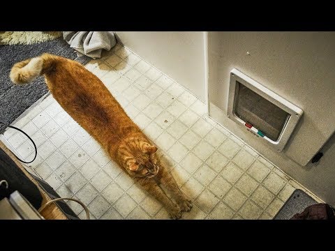 large-cat-door-from-amazon-review!