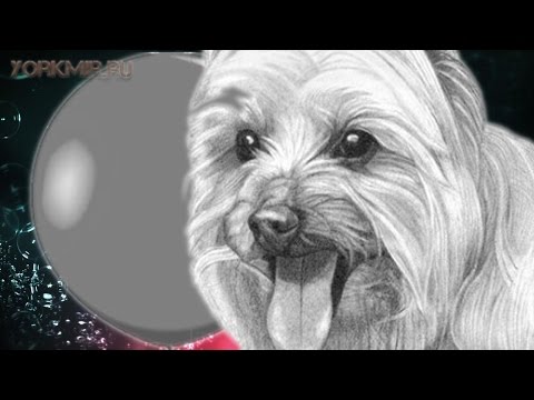 Видео: Как я могу вылечить сердечные черви моей собаки, не заплатив большой счет ветеринара?