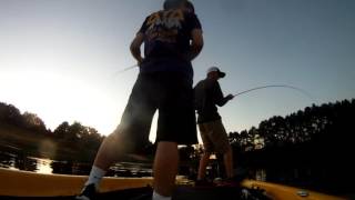 The College Angler- SFA Bass Club