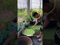 What Was Hiding in His Dirty Fish Tank Shocked Him 😳 #shorts