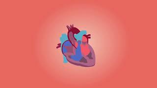 ¿Cómo Funciona el Sistema Circulatorio y Linfático? Anatomía cuerpo Humano