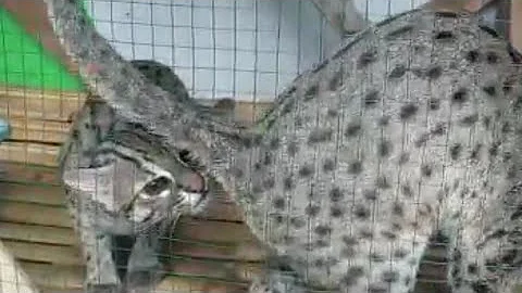 Watch the video about Pure breed breeding project asian leopard cat / prionailurus bengalensis