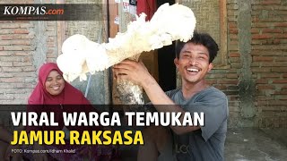 Jamur Raksasa 10 Kilogram Ditemukan di Lombok Tengah, Warga: Takut Beracun