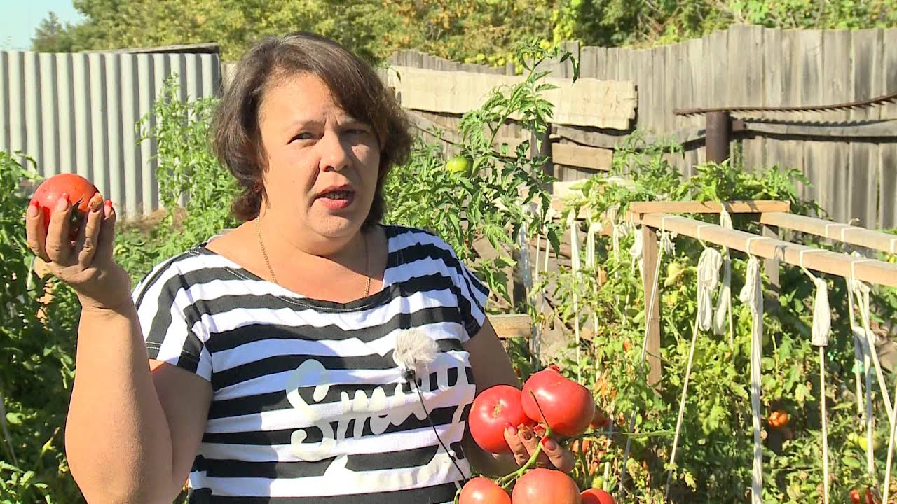 Томаты из серии "Золотое Малиновое Чудо" в Оренбургской области