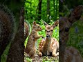 🐰🦌 Funny Deer and Rabbit Adventure | Hilarious Forest Friends #viralreels #kidsvideo #fypシ゚viral