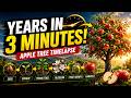 🍎 Apple Tree Growth Timelapse | Complete Life Cycle From Seed to Fruit Tree in 160 Seconds