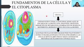 HISTOLOGÍA: CITOPLASMA CELULAR HISTOLOGÍA: CITOPLASMA CELULAR