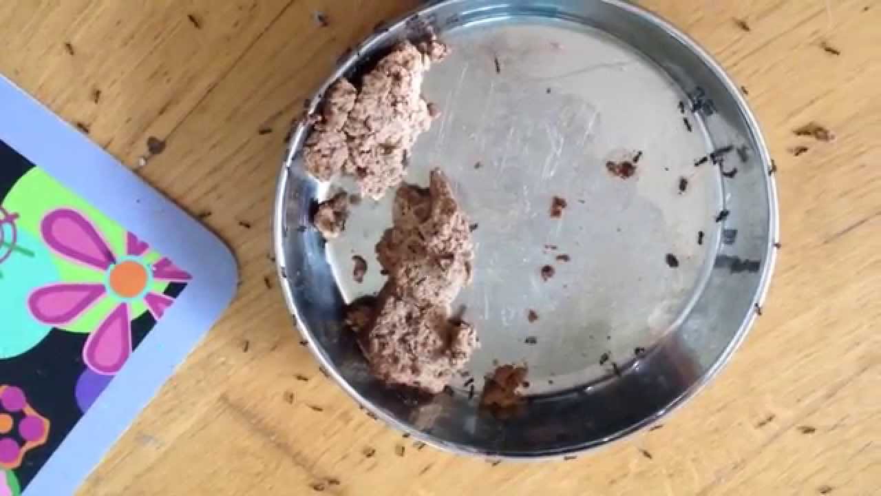 Ants Love Cat Food YouTube